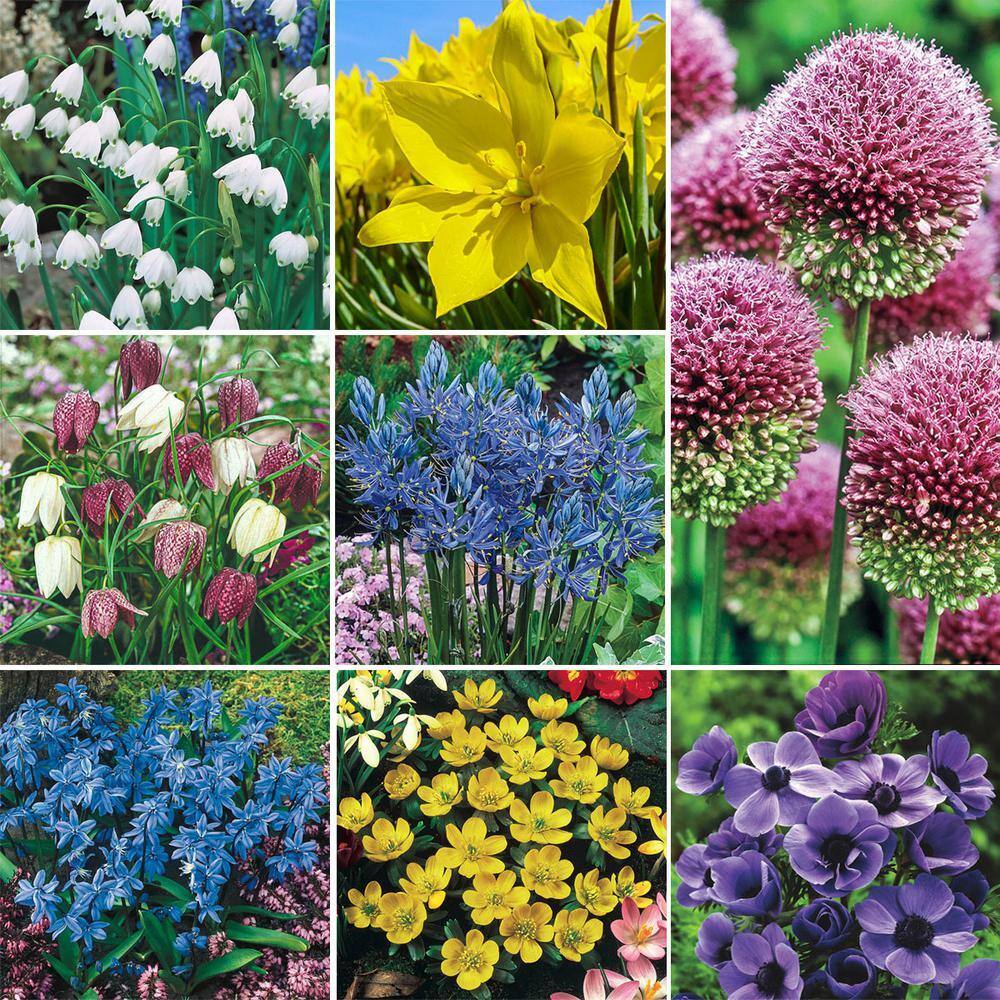Bee and Butterfly Attracting Dormant Spring Flowering Bulb Mixture (120-Pack)