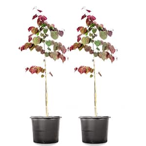 #5 Forest Pansy Redbud (2-Pack)