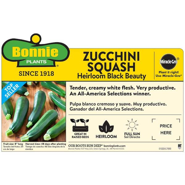 19 oz. Black Beauty Zucchini Vegetable Plant