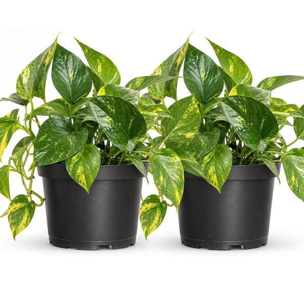 6 in. Golden Pothos Live Indoor Plant in Grower Pot (2-Pack)