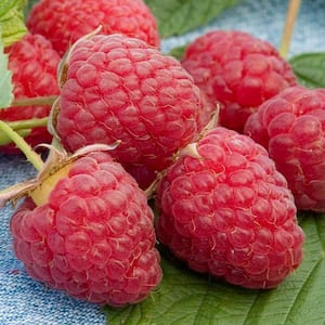 1.50 Gal. Pot, Heritage Raspberry (Rubus) Bush, Live Deciduous Fruit Bearing Plant (1-Pack)