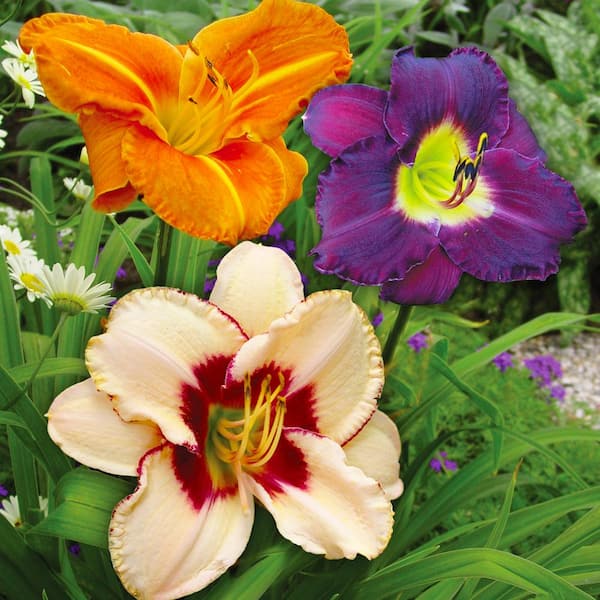 VAN ZYVERDEN INC Once In A Lifetime Daylily Roots (5-Pack) 36798