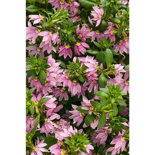 PROVEN WINNERS Pink Wonder Fan Flower (Scaevola) Live Plant, Light Pink Flowers, 4.25 in. Grande