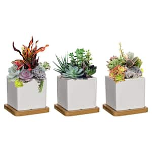 3.5 in. Nova White Ceramic Square Planter with Tray (3-Pack)