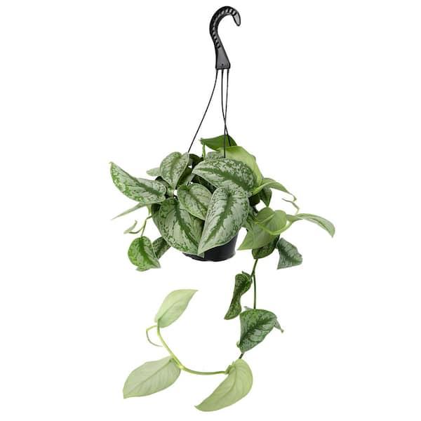 ALTMAN PLANTS 6 in. Satin Pothos Hanging Basket (Scindapsus Pictus) 0872672  - The Home Depot