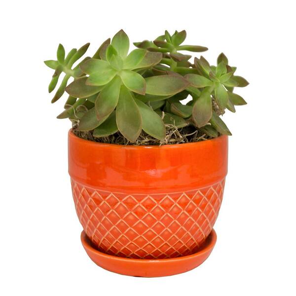 Trendspot Planter Pot Plant Coral Ceramic Acorn Indoor Outdoor Garden 6 Inch for sale online 