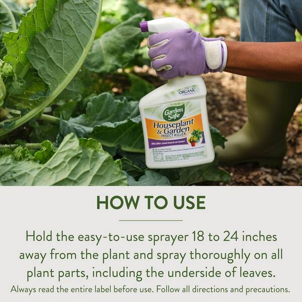 cucumber seed planting Cucumber Seeds - Homemade Pickles main image 1