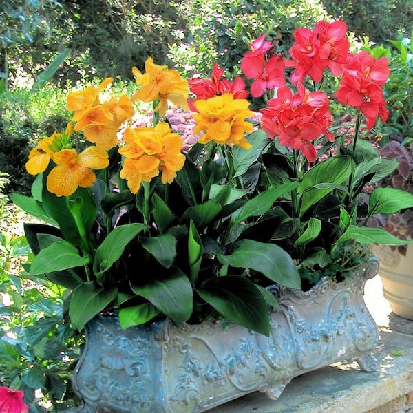 national PLANT NETWORK 3.25 in. Canna Cannova Gold Leopard