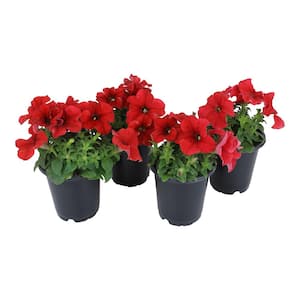 4 in. Petunia Red Plant (4-Pack)