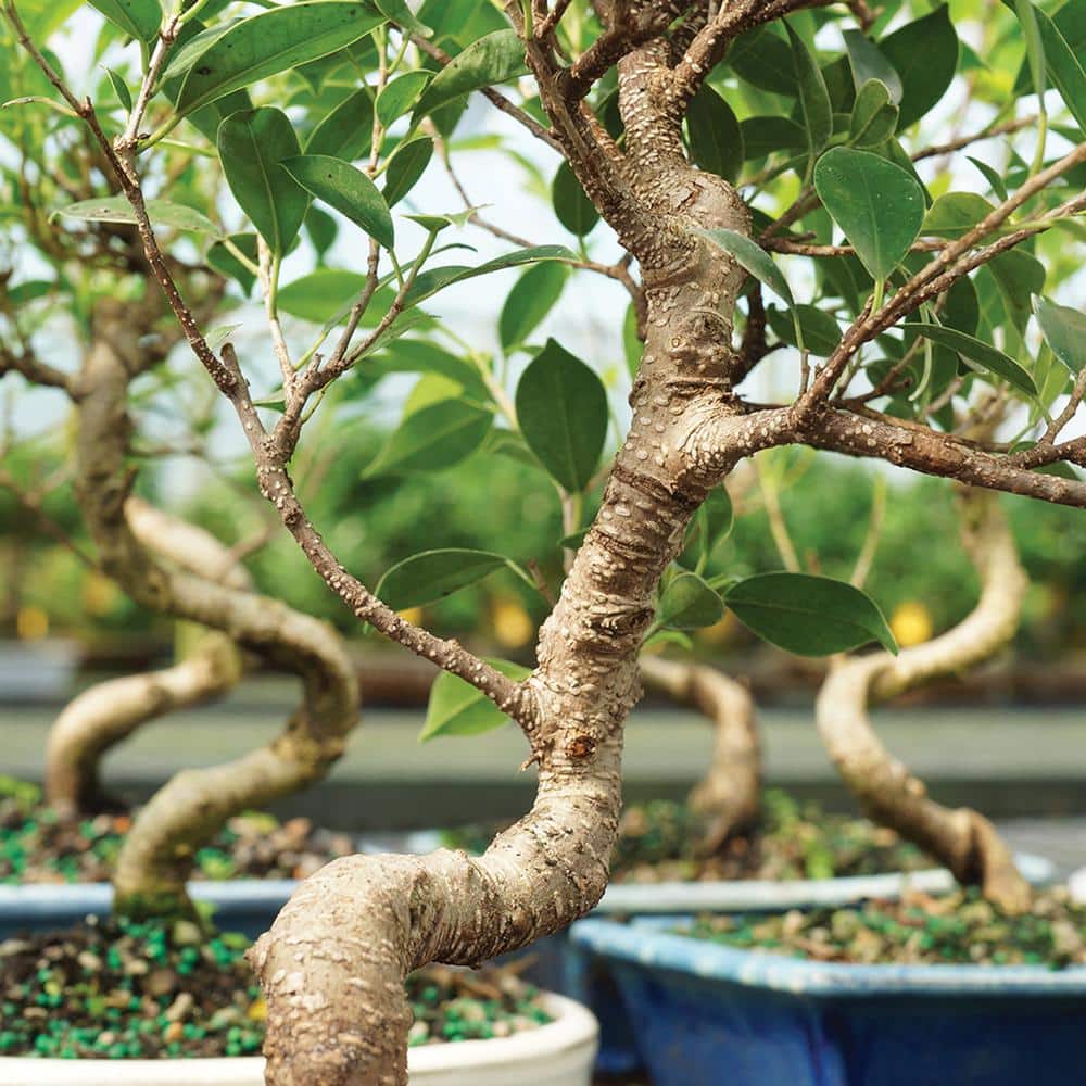 Small Indoor Golden Gate Ficus Bonsai in Ceramic Pot