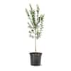 5 Gal. Byron Gold Plum Tree PLUBYR05GSL - The Home Depot