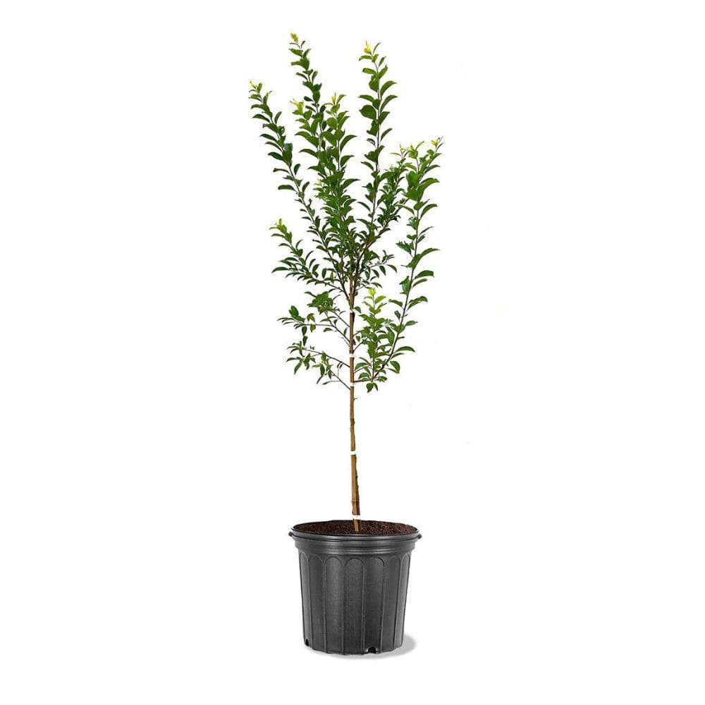 5 Gal. Byron Gold Plum Tree PLUBYR05GSL - The Home Depot