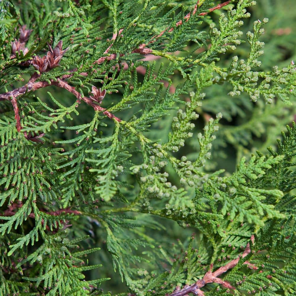 Emerald Green Arborvitae Evergreen Shrub, 2.25 Gallon
