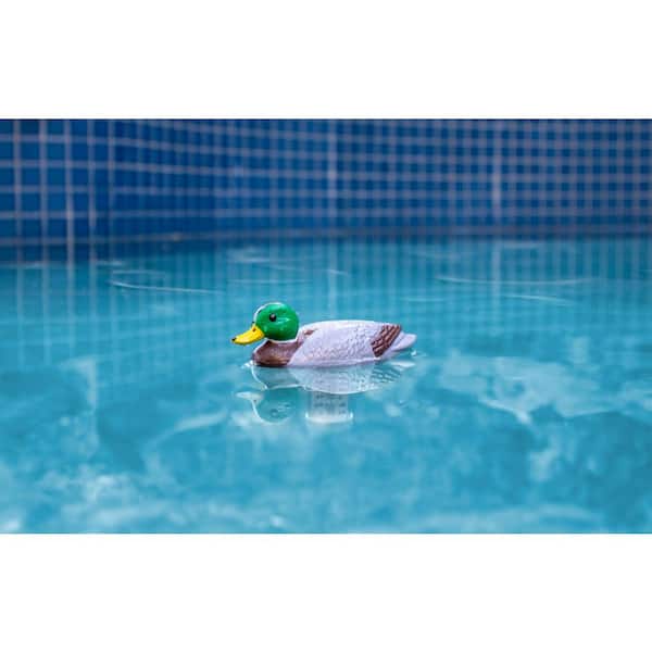 Mallard Duck Floating Swimming Pool and Spa Thermometer