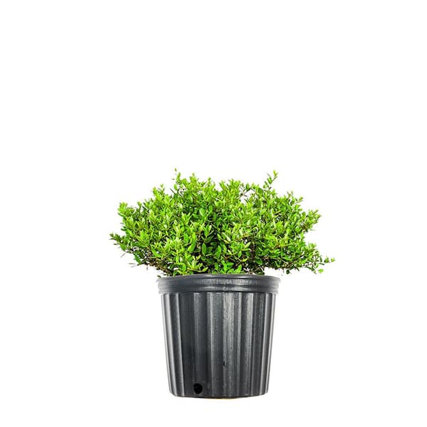 1 Gal. Schilling's Holly in Grower's Pot, Dwarf Yaupon, Incredibly Hardy