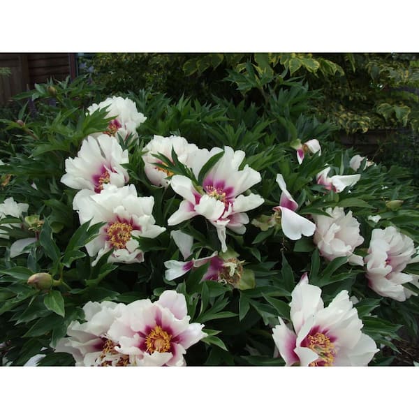 3 Gal. Cora Louise Peony (Paeonia Itoh) Live Shrub with White-Dark Lavender central flares Double Blooms