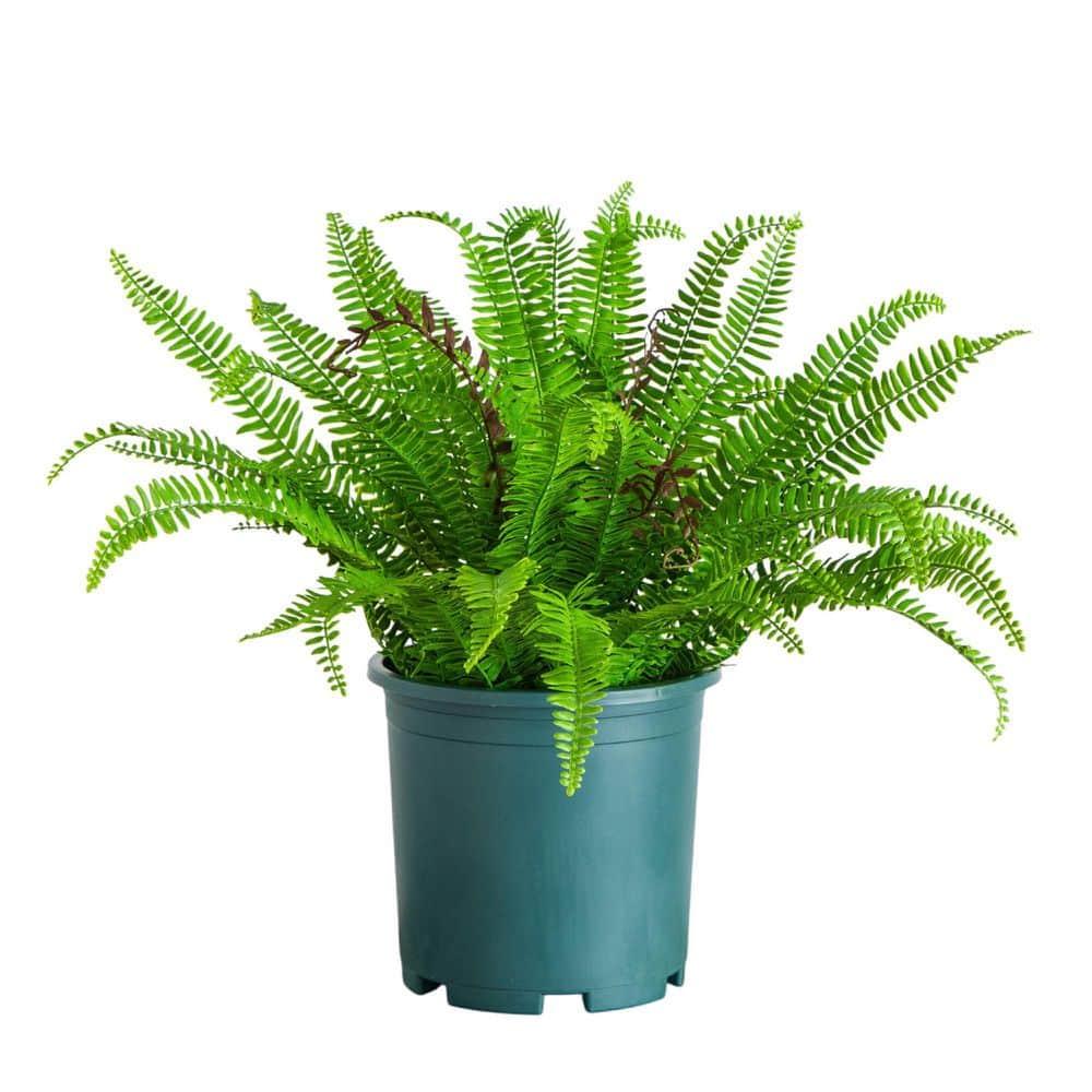 Nearly Natural 23in. UV Resistant Artificial Boston Fern Plant