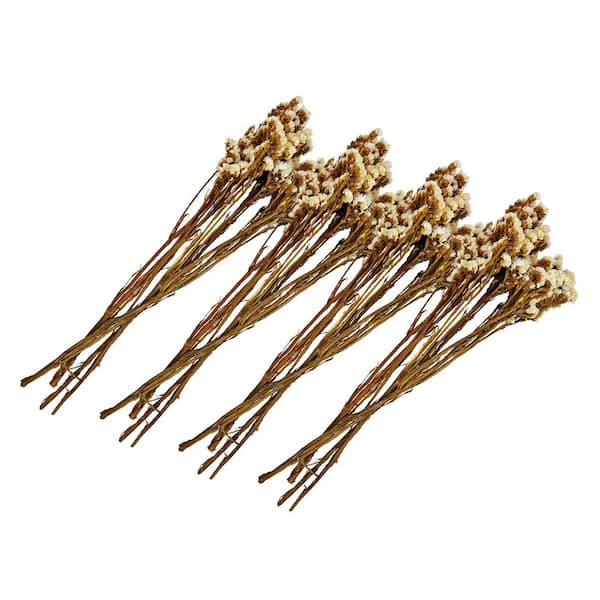 21 in. White Indoor Non Artificial Dried Preserved Myosotis-Pack of 4