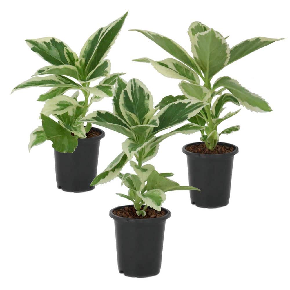 national PLANT NETWORK 4 in. Variegated Hydrangea Tricolor (3-Pack