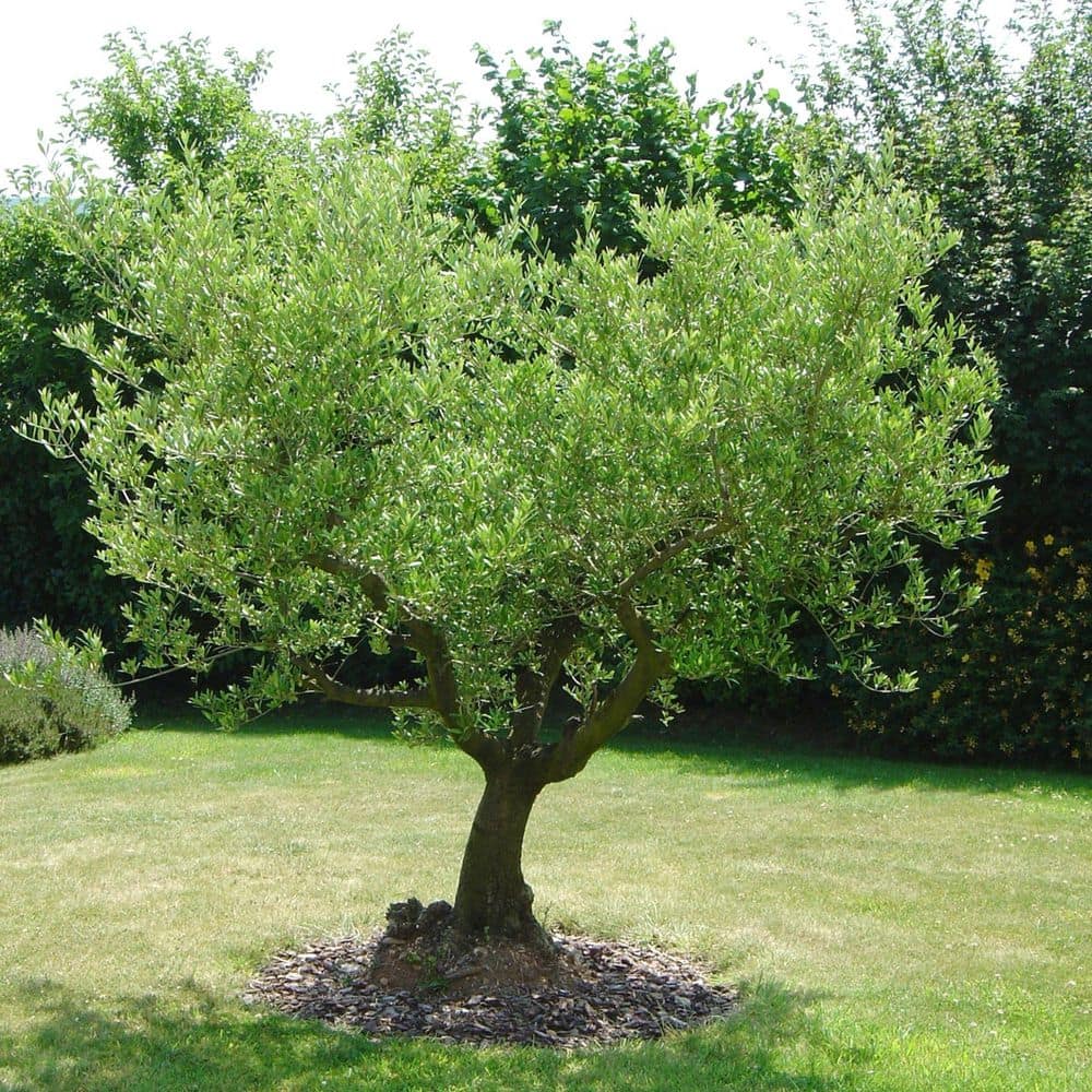 Wilsonii Olive Tree 20' Creamy White Blooms Full Sun Evergreen