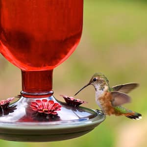 Red Antique Decorative Glass Hummingbird Feeder - 16 oz. Capacity