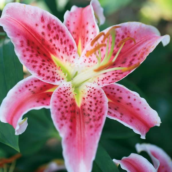Pink and White Oriental Stargazer Lily Bulb (7-Pack) 36769 - The Home Depot