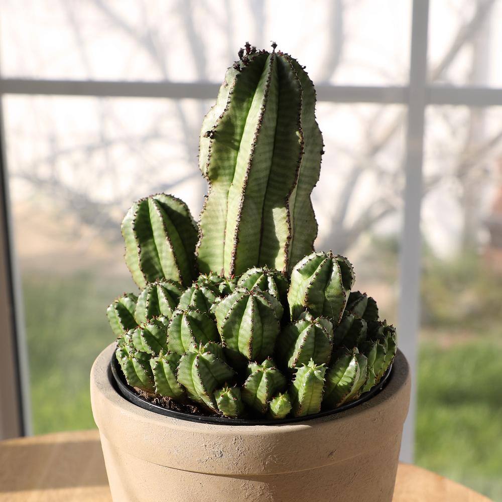 Euphorbia Cactus in Beige Clay Planter, 12-inch