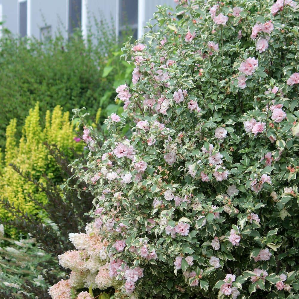 Sugar Tip Hibiscus with Blush Pink Blooms in 2-Gallon Container