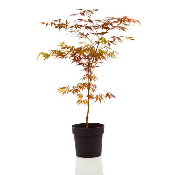 Online Orchards 1 Gal. Bloodgood Japanese Maple Tree - Dark Red Leaves, Cold Hardy, Bright Fall Color