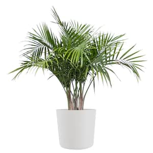 Majesty Palm Live Indoor Outdoor Plant in 10 inch Premium Sustainable Ecopots Pure White Pot