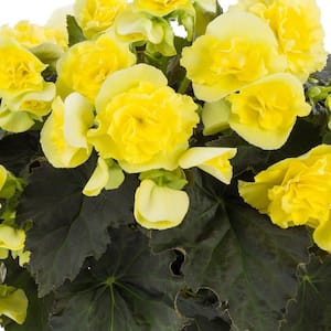 4.25 in. Eco+Grande Solenia Yellow (Begonia) Live Plant, Yellow Flowers (4-Pack)