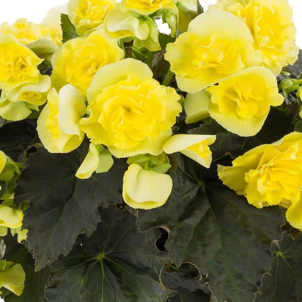 PROVEN WINNERS 4.25 in. Eco+Grande Solenia Yellow (Begonia) Live Plant, Yellow Flowers (4-Pack)