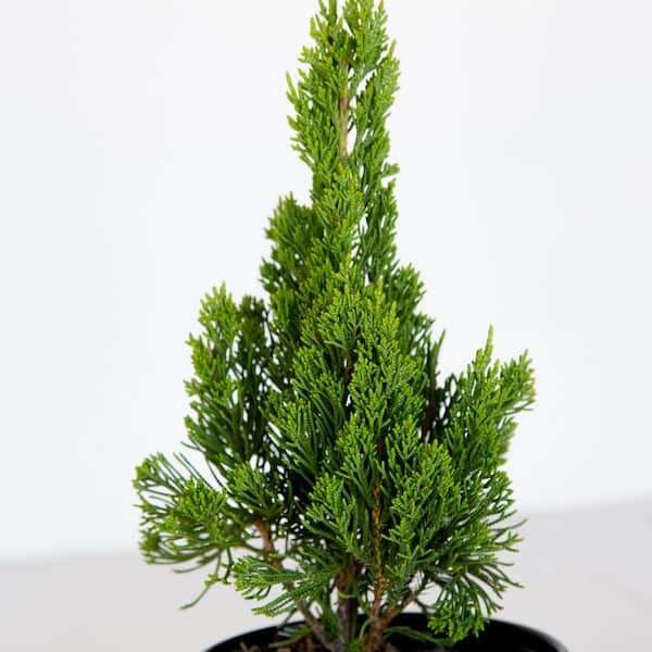 FLOWERWOOD 2.5 Qt. Hollywood Juniper (Torulosa) Live Shrub Plant