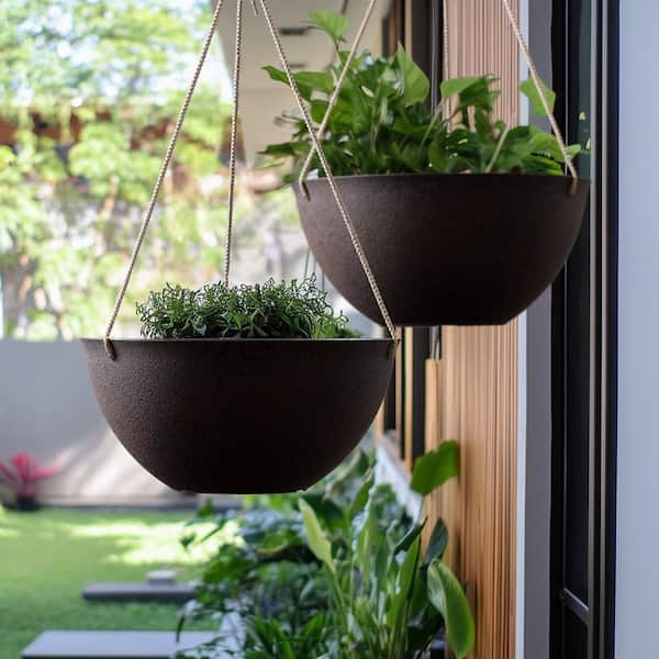do lavender plants need full sun Sensational Lavender Plants for Sale main image 0