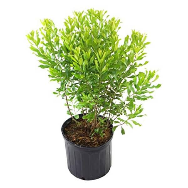 Green Promise Farms 2 Gal. Northern Bayberry, Native Live Plant with Green Shades Foliage, Zone 3-8 (1 Pack)