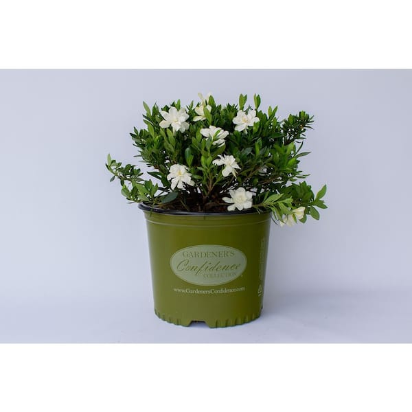 2 Gal. Echo Swan Princess Gardenia, Live Evergreen Shrub, White Fragrant Blooms