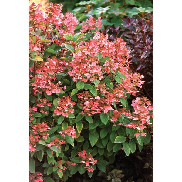 Proven Winners 4 5 In Qt Quick Fire Hardy Hydrangea Paniculata Live Shrub White To Pink Flowers Hydprc The Home Depot