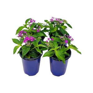 1.38 Pt. Penta Plant Lavender Flowers in 4.5 In. Grower's Pot (4-Plants)