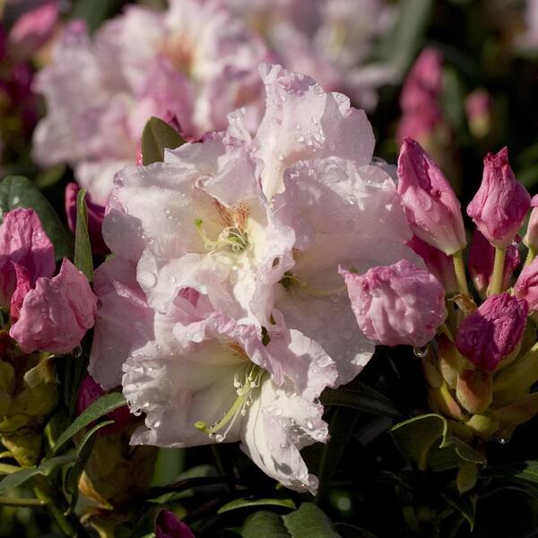 Southern Living Plant Collection 2 Gal. Breeze Southgate Rhododendron, Live Evergreen Shrub, Pink Buds open to White Flowers with Maroon Speckles