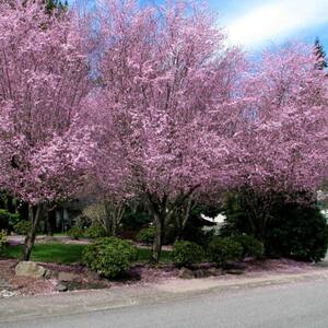 7 Gal. KV Plum Flowering Deciduous Tree with Pink Flowers