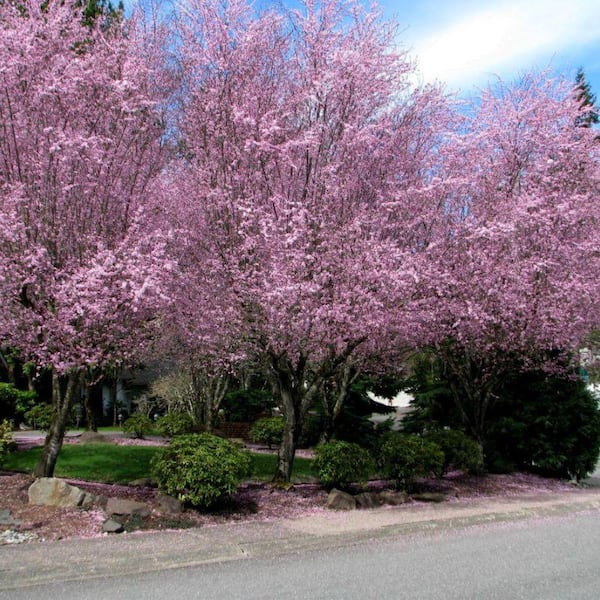 Unbranded 7 Gal. KV Plum Flowering Deciduous Tree with Pink Flowers