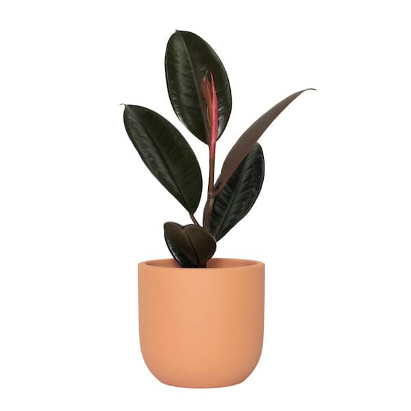 national PLANT NETWORK 5 in. Terracotta Modern Bowl Planter with a 4 in. Ficus Burgundy Plant (1-Piece)