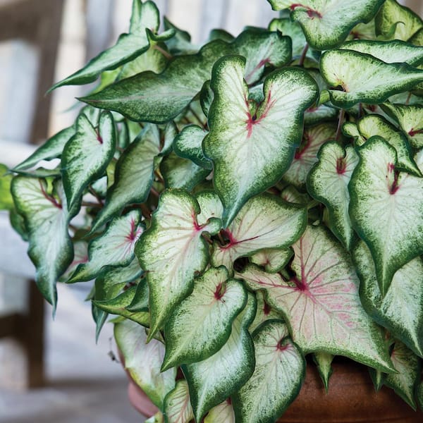 VAN ZYVERDEN Caladiums Strap Leaf White Wonder Bulbs (6-Set)