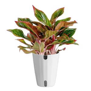 Costa Farms Grower's Choice Aglaonema Chinese Evergreen Indoor