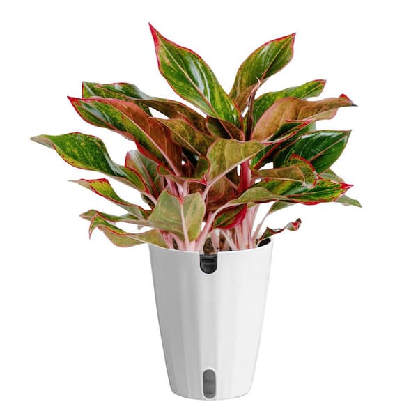 Costa Farms Aglaonema Indoor Chinese Evergreen Plant in 6 in. Self-Watering Decor Pot, Avg. Shipping Height 1-2 ft. Tall