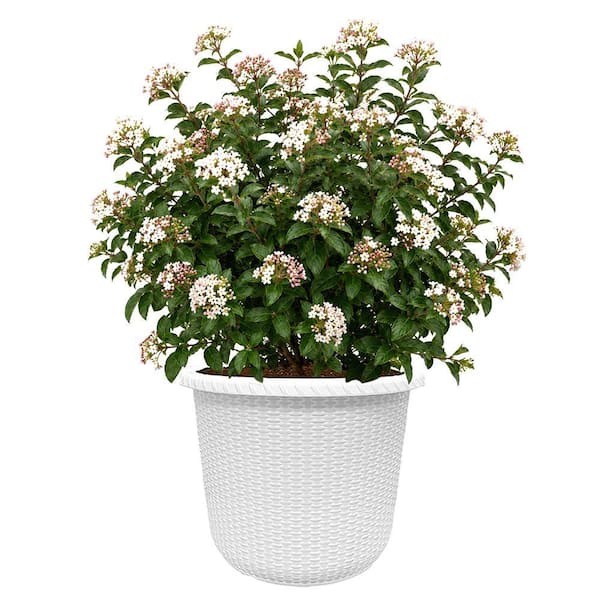 FIRST EDITIONS 2 Gal. Powfume Viburnum Shrub in Decorative Container ...
