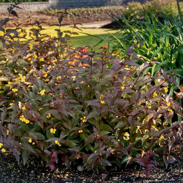 VAN ZYVERDEN Diervilla Nightglow 4 in. Potted Rocketliners (Set of 3 Plants)