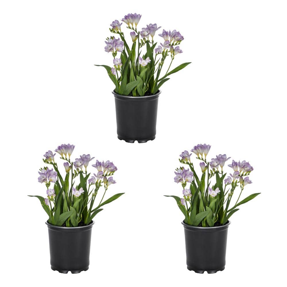 METROLINA GREENHOUSES 2 Qt. Freesia Nano Verona Perennial Plant (3