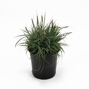 2.5 qt. Blue Sedge Carex Glauca Plant - Perennial Grass