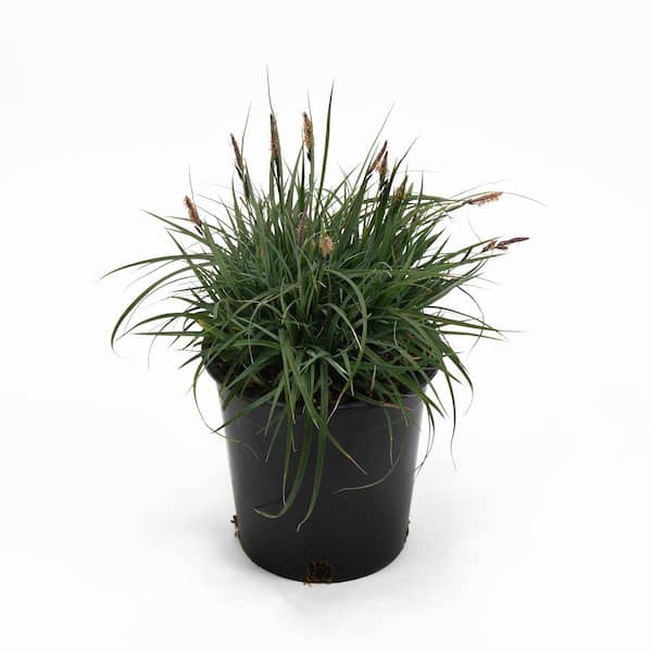 EVERDE GROWERS 2.5 qt. Blue Sedge Carex Glauca Plant - Perennial Grass